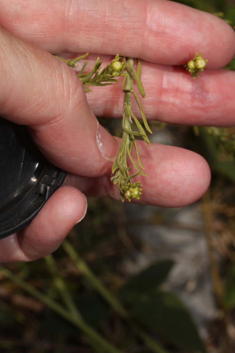 Baccharis gnidiifolia