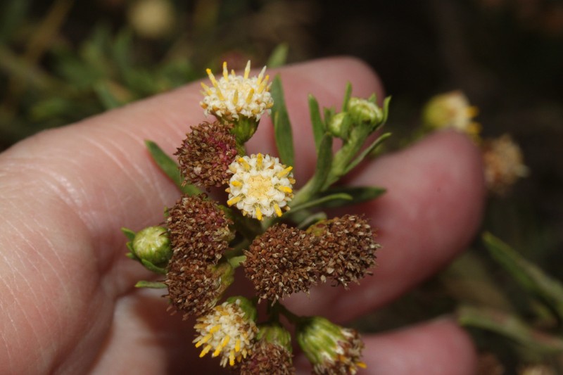 Baccharis gnidiifolia photo 2