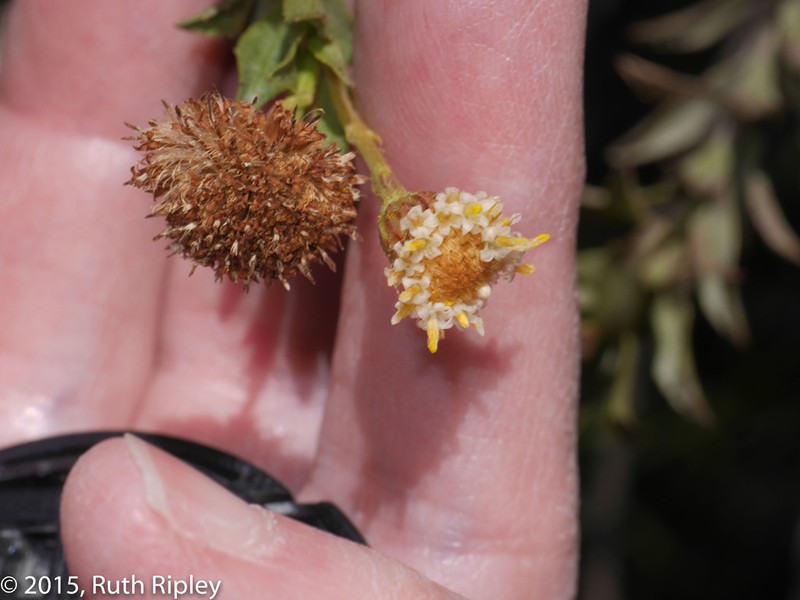 Baccharis gnidiifolia photo 3