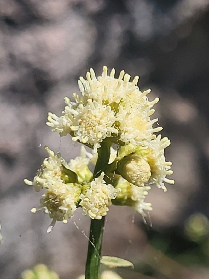 Baccharis gnidiifolia photo 4