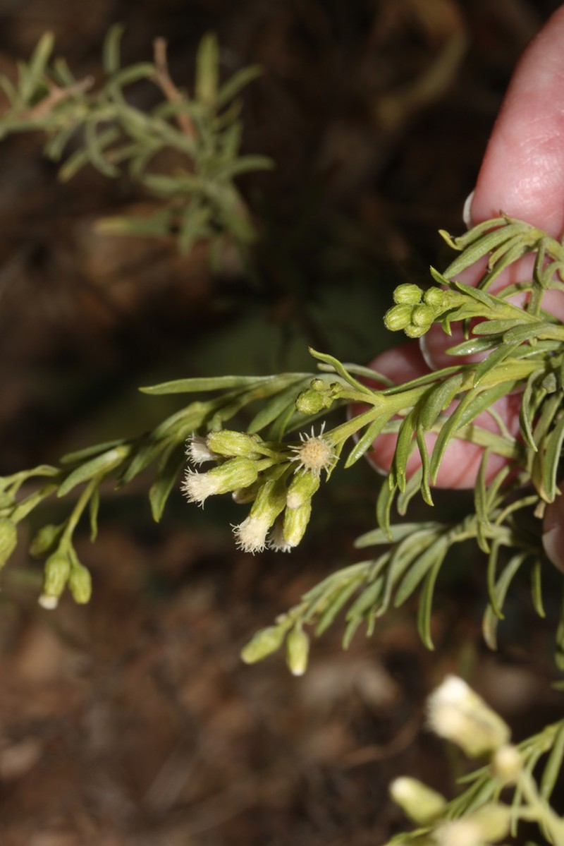 Baccharis gnidiifolia photo 5