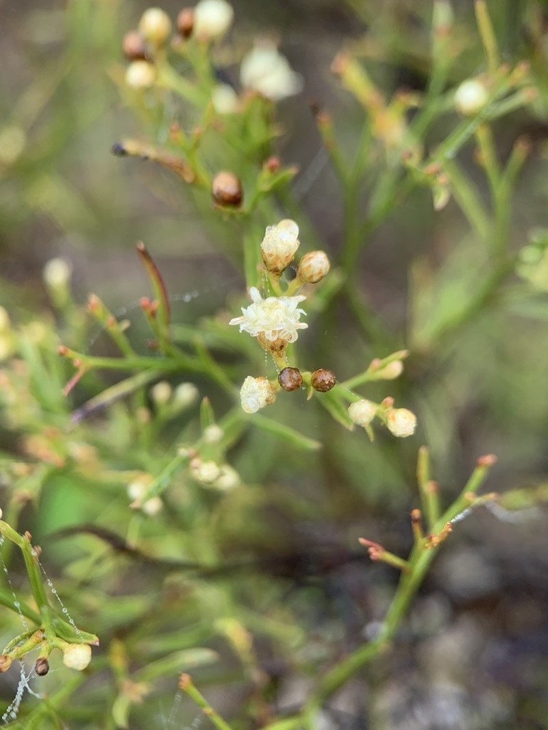 Baccharis gnidiifolia photo 6