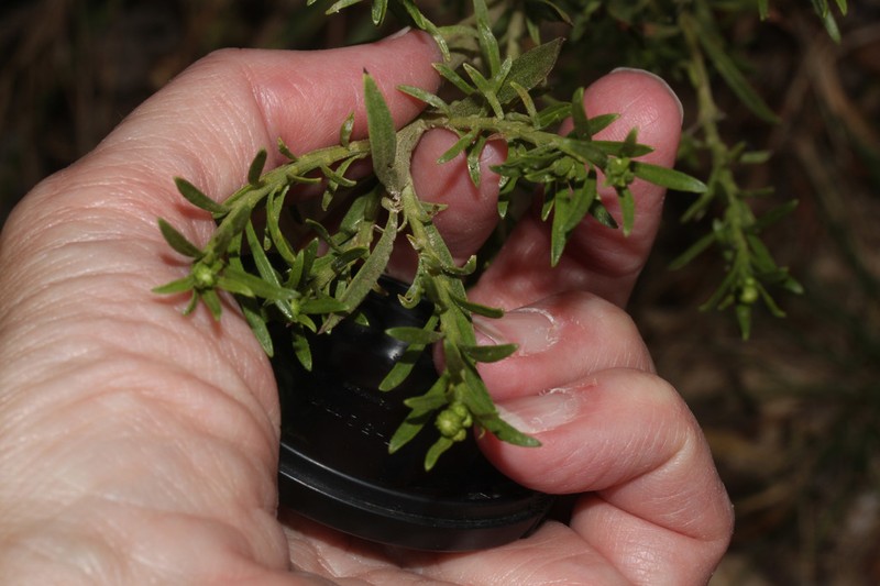 Baccharis gnidiifolia photo 7