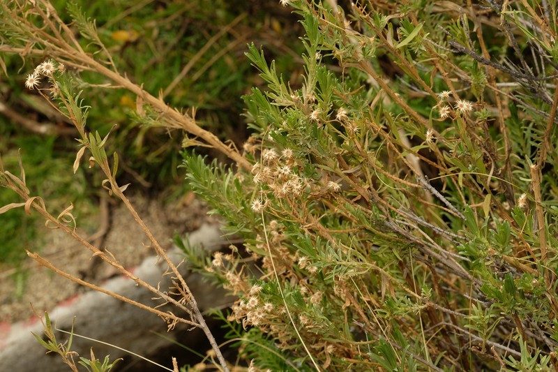 Baccharis gnidiifolia photo 8