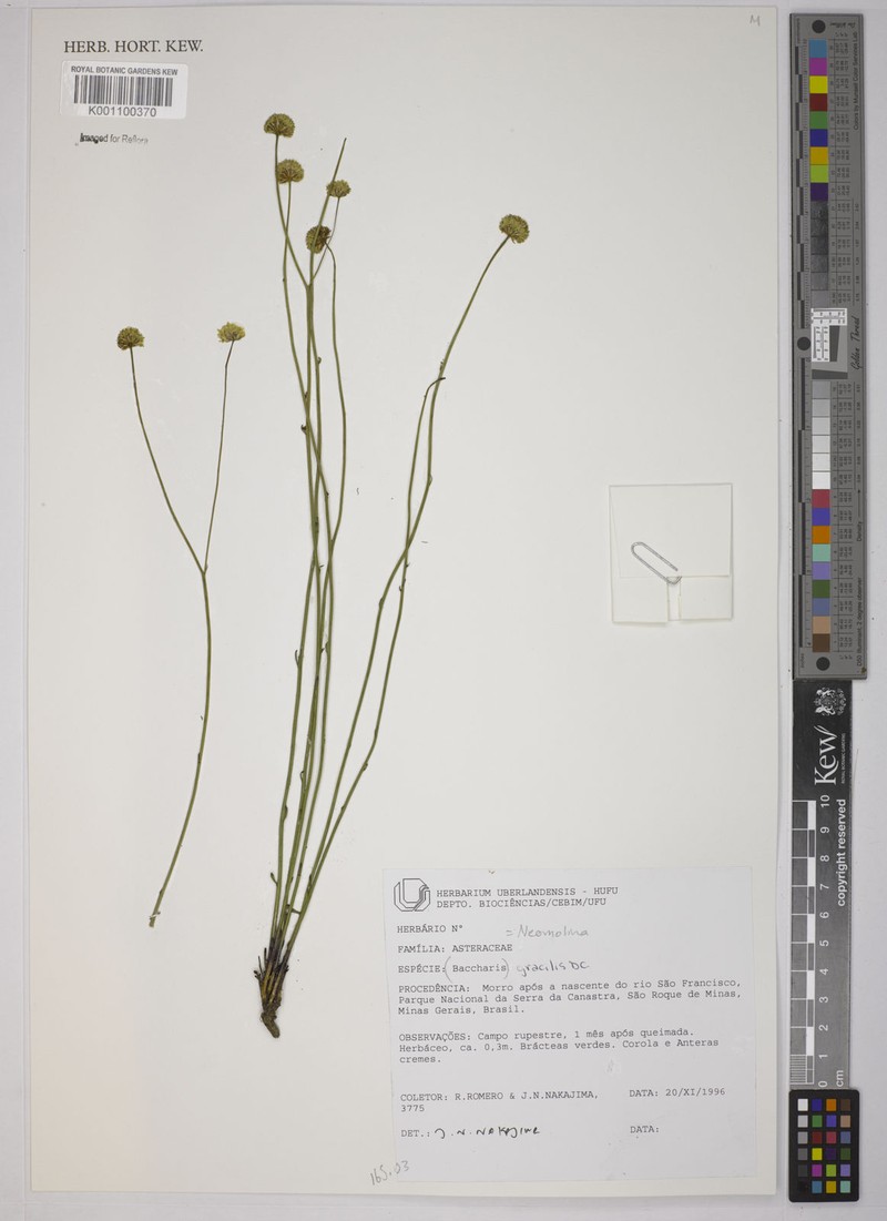 Baccharis gracilis
