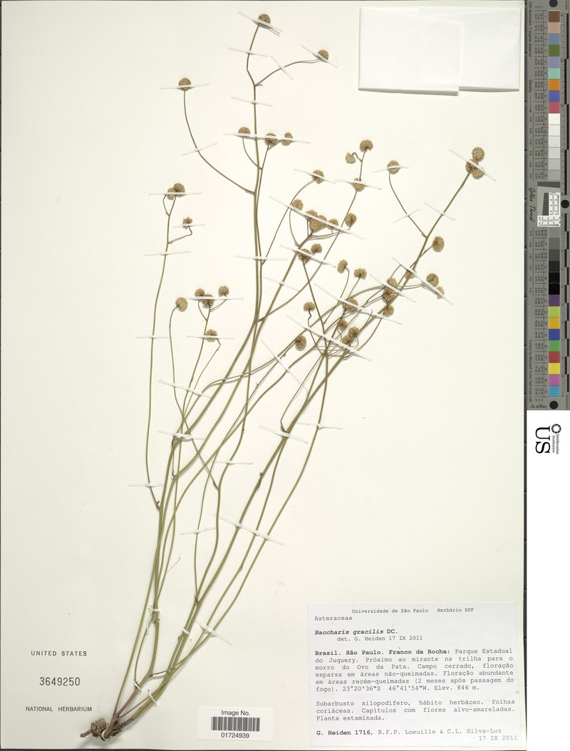Baccharis gracilis photo 2