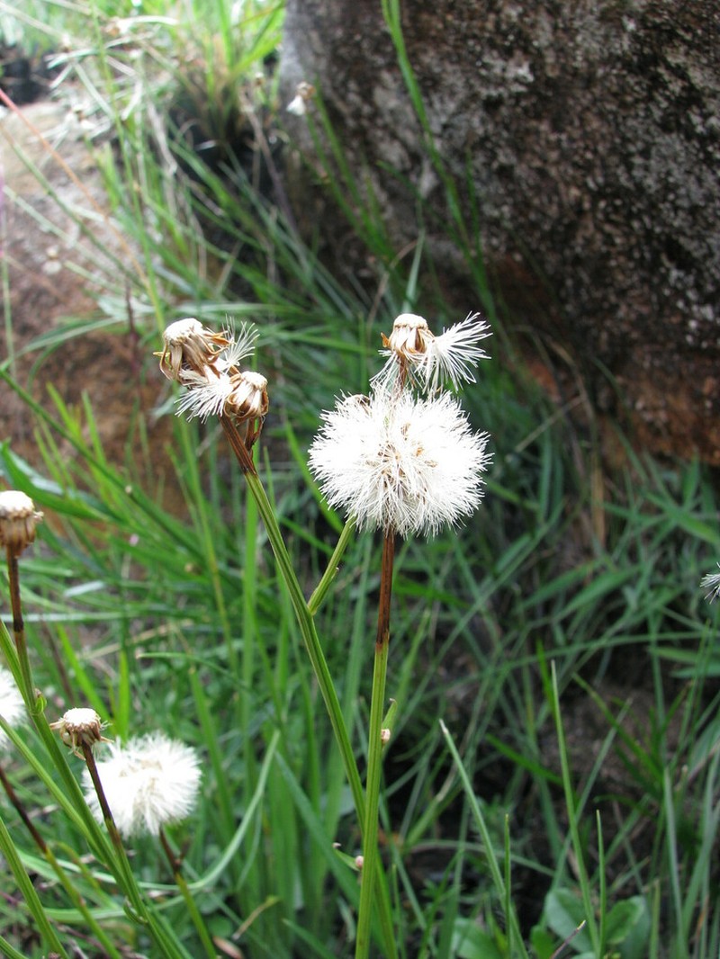Baccharis gracilis photo 3