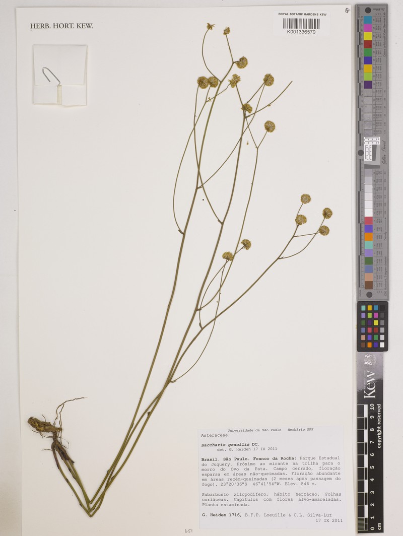 Baccharis gracilis photo 4