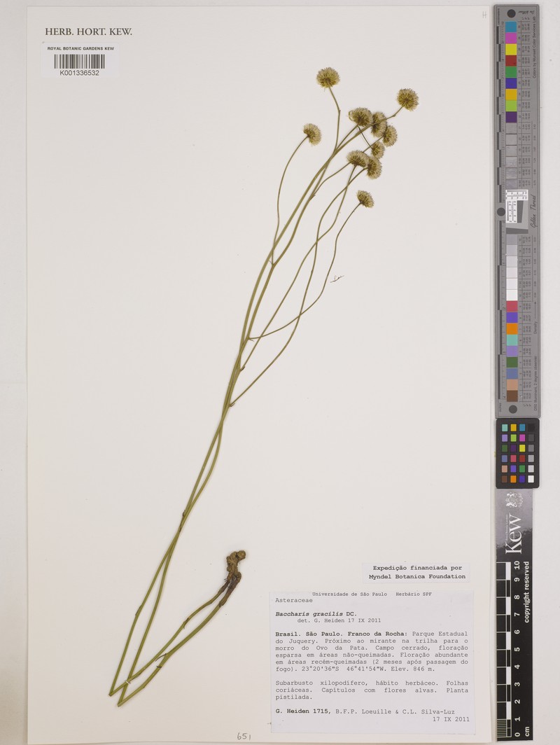 Baccharis gracilis photo 5
