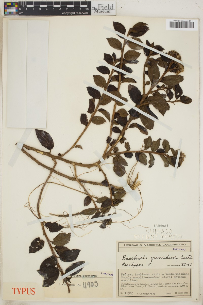 Baccharis granadina