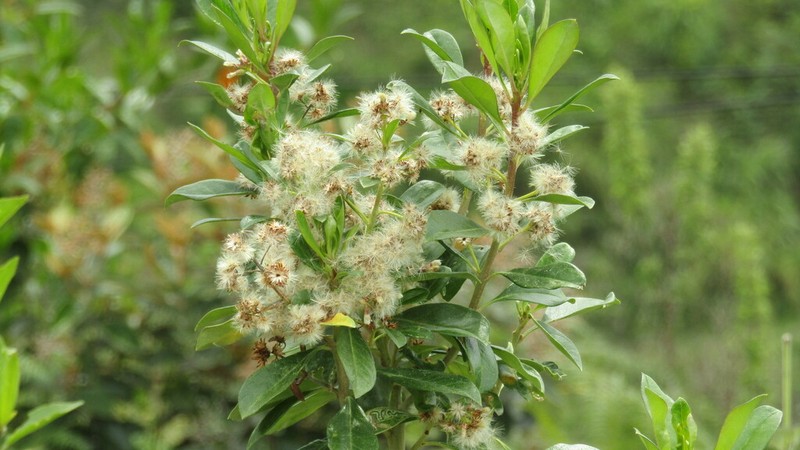 Baccharis grandicapitulata