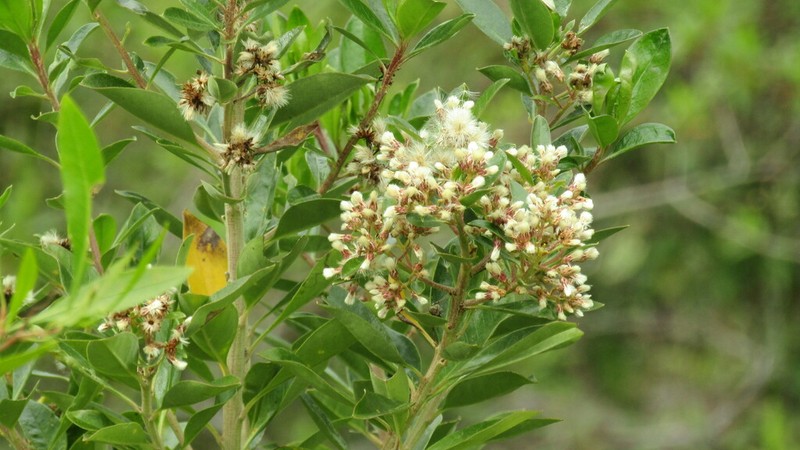 Baccharis grandicapitulata photo 2
