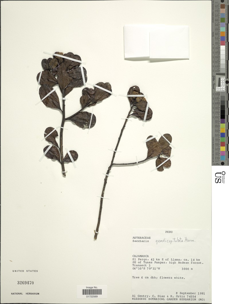 Baccharis grandicapitulata photo 3