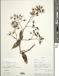 Baccharis grandiflora