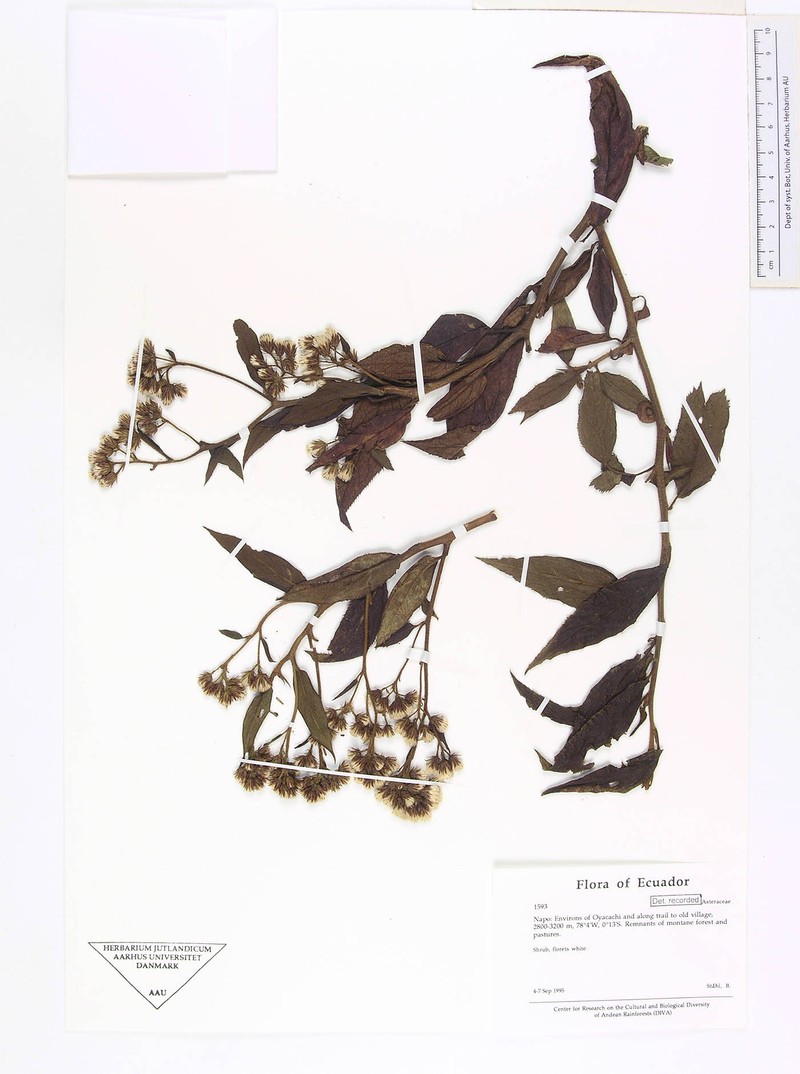 Baccharis grandiflora photo 2
