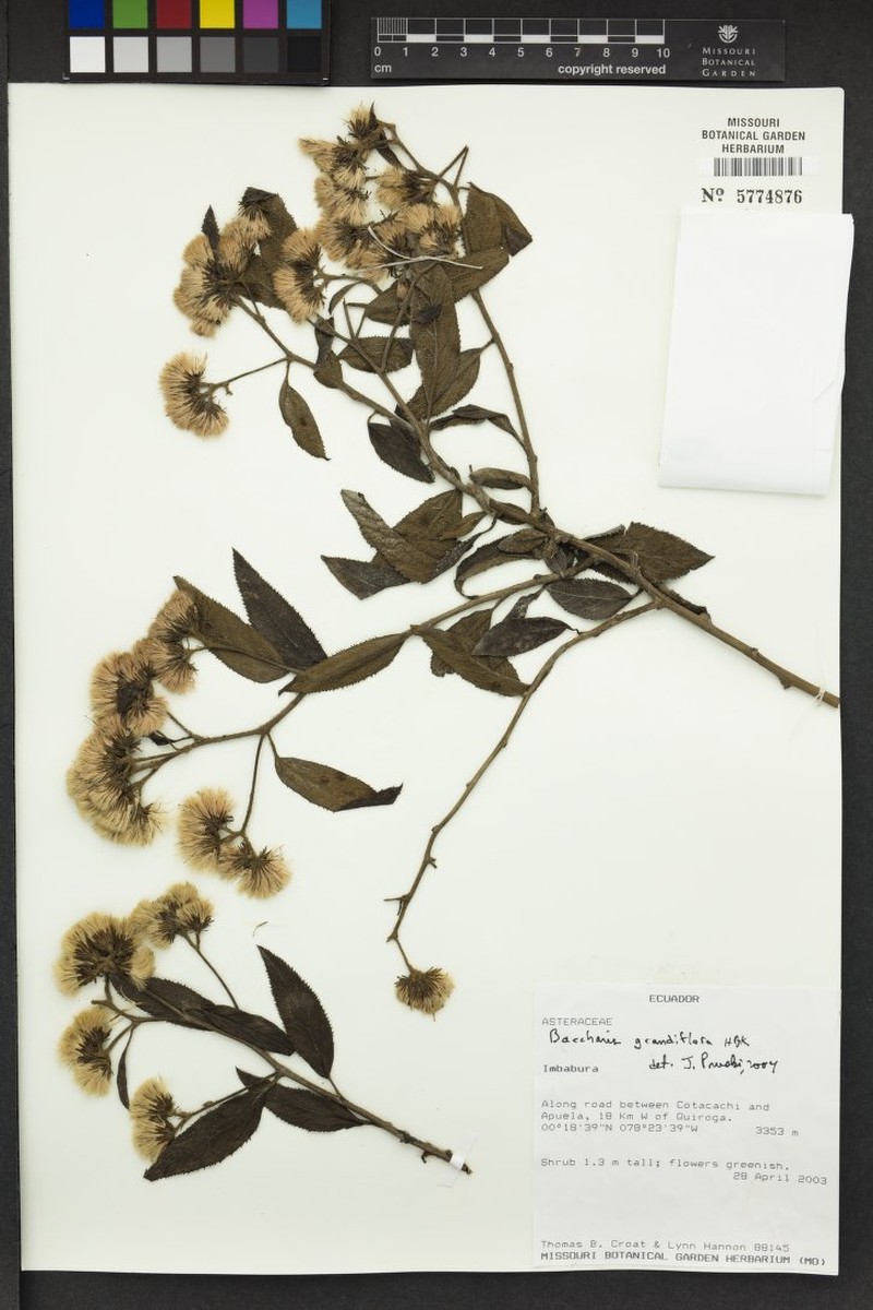 Baccharis grandiflora photo 3