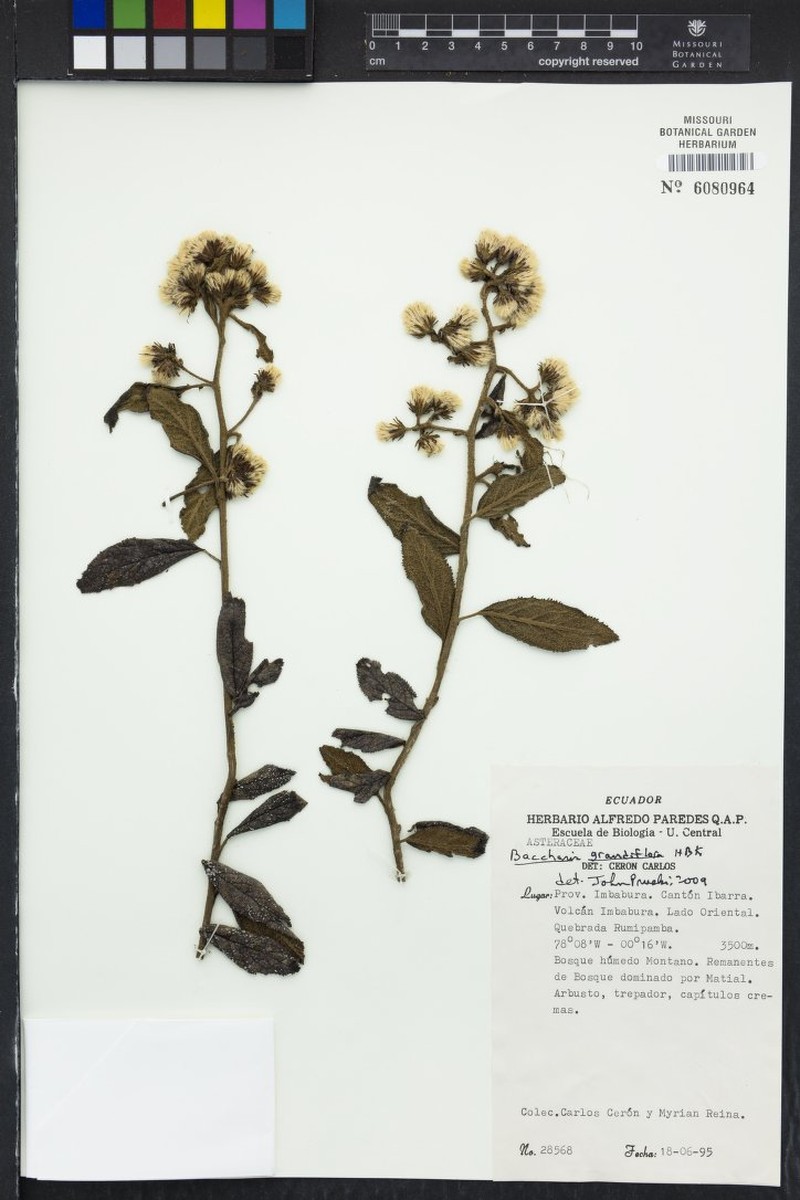 Baccharis grandiflora photo 4