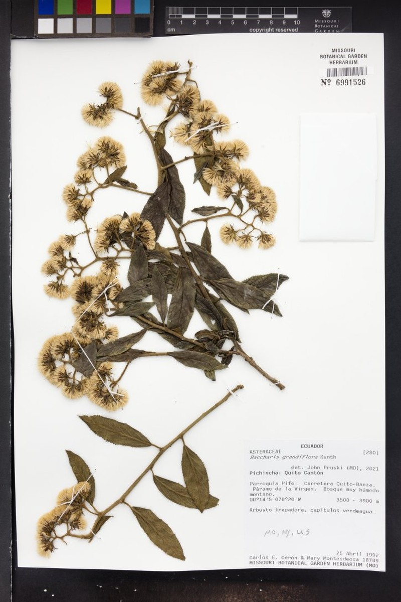 Baccharis grandiflora photo 5