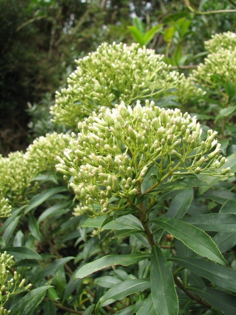 Baccharis grandimucronata