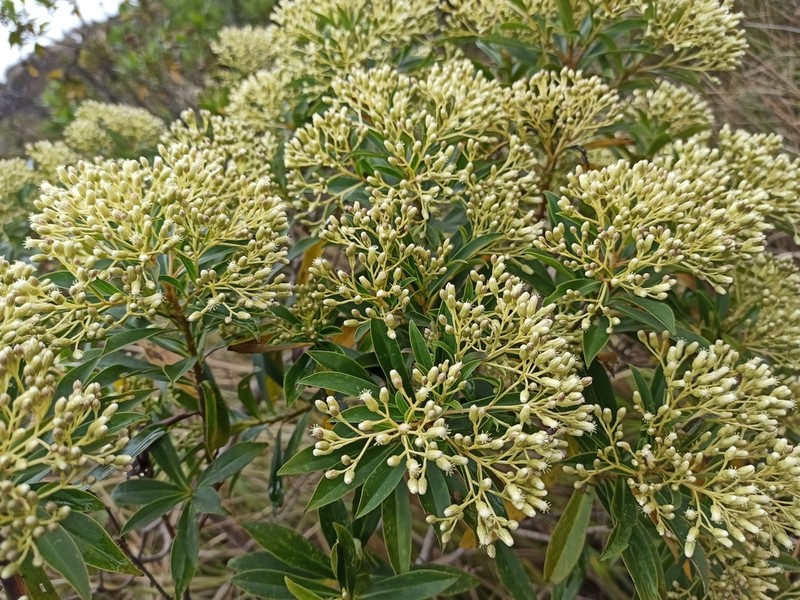 Baccharis grandimucronata photo 2