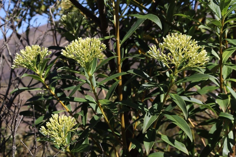 Baccharis grandimucronata photo 3
