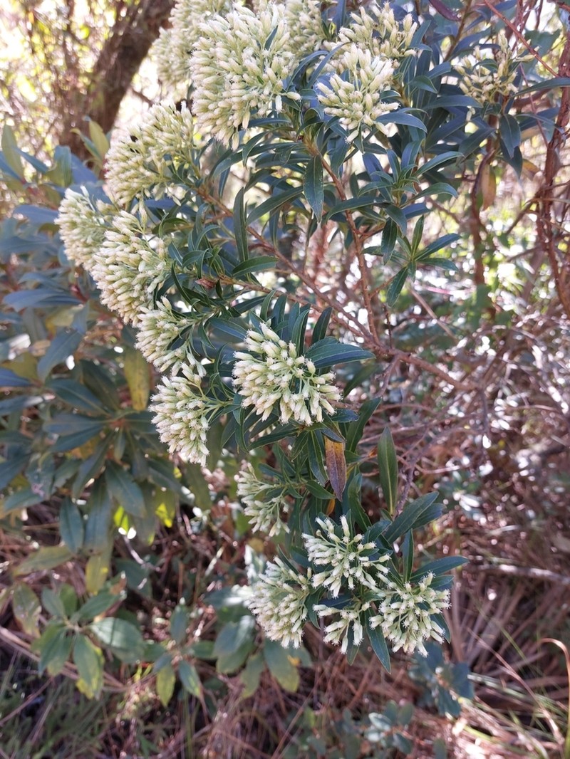 Baccharis grandimucronata photo 4