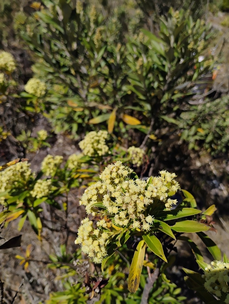 Baccharis grandimucronata photo 5