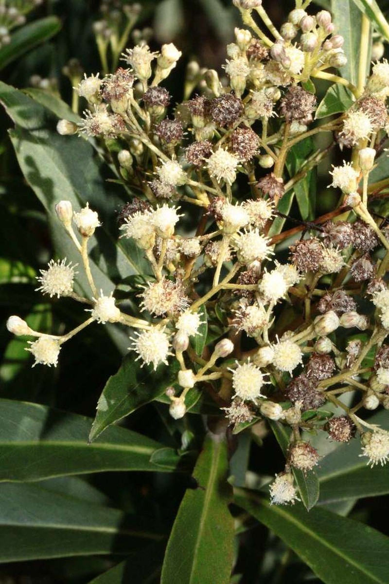 Baccharis grandimucronata photo 6