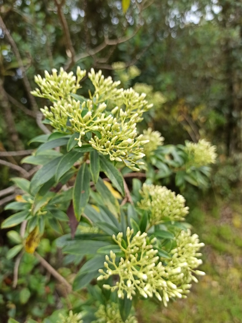 Baccharis grandimucronata photo 7
