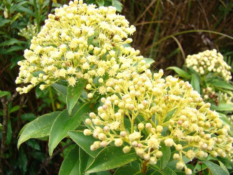 Baccharis grandimucronata photo 8