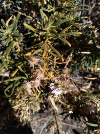 Baccharis grisebachii