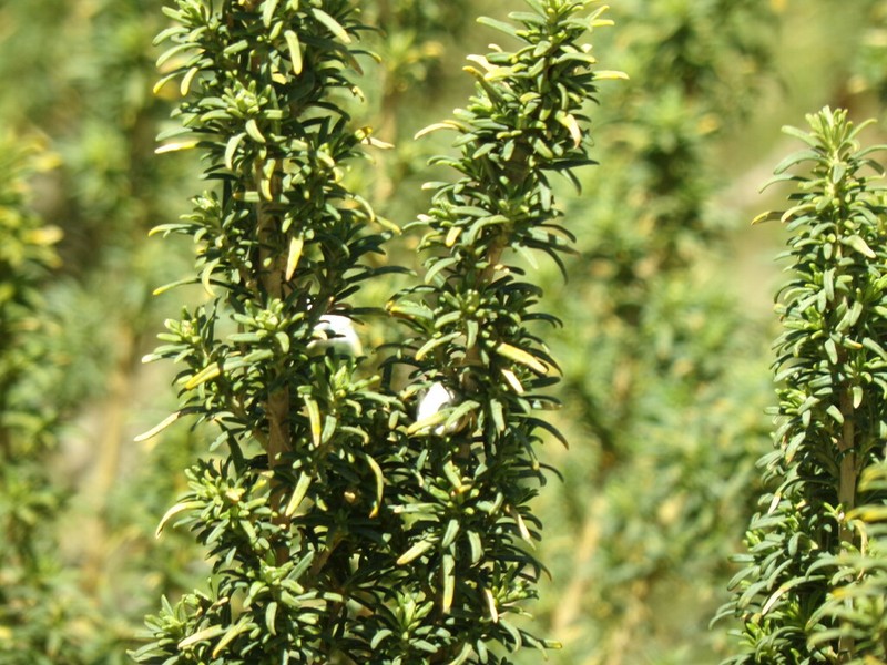 Baccharis grisebachii photo 2