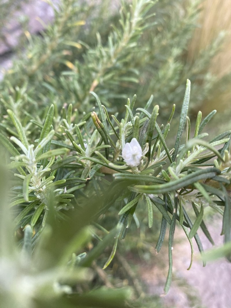 Baccharis grisebachii photo 3