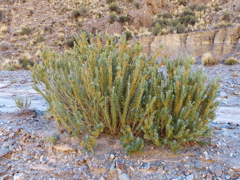 Baccharis grisebachii photo 4