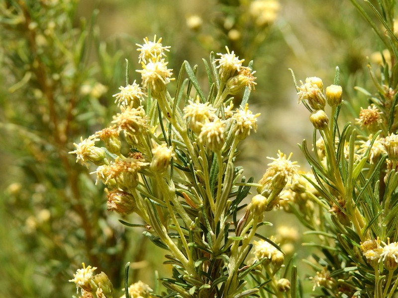 Baccharis grisebachii photo 5