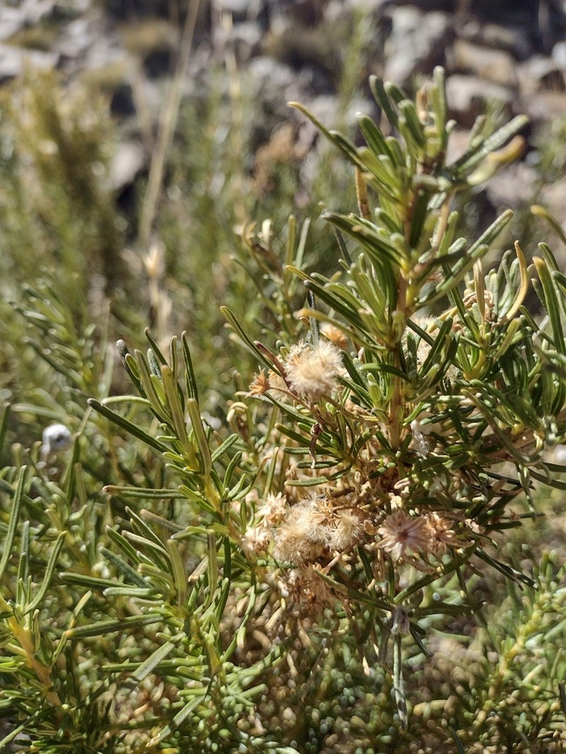 Baccharis grisebachii photo 6