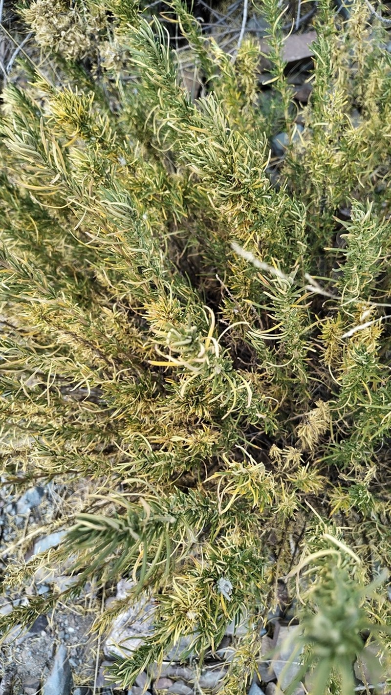 Baccharis grisebachii photo 7
