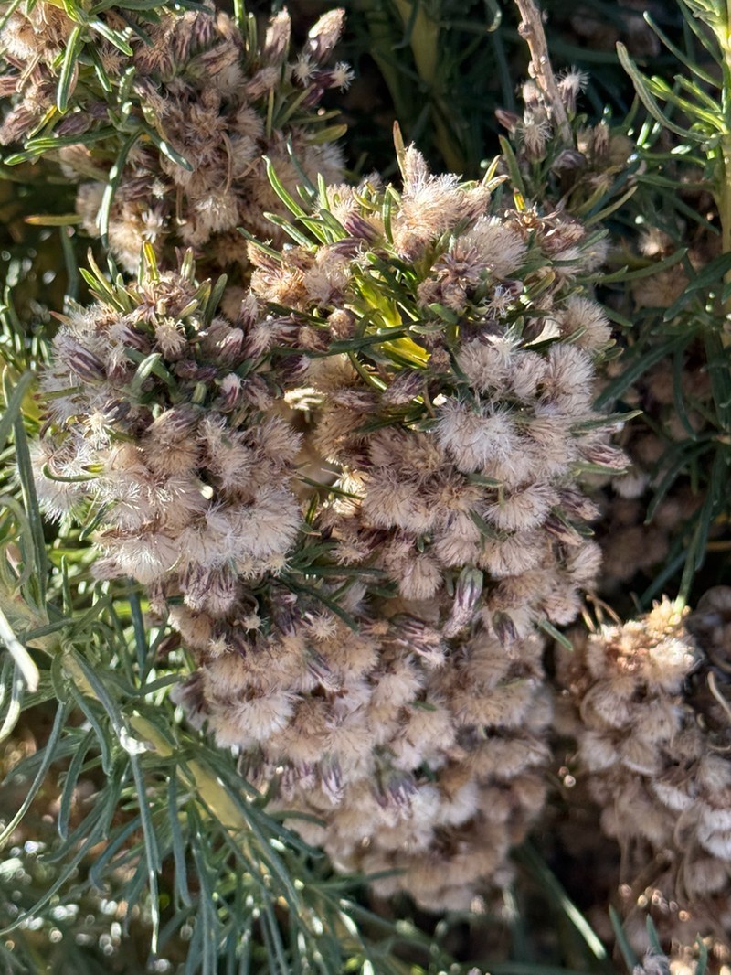 Baccharis grisebachii photo 8