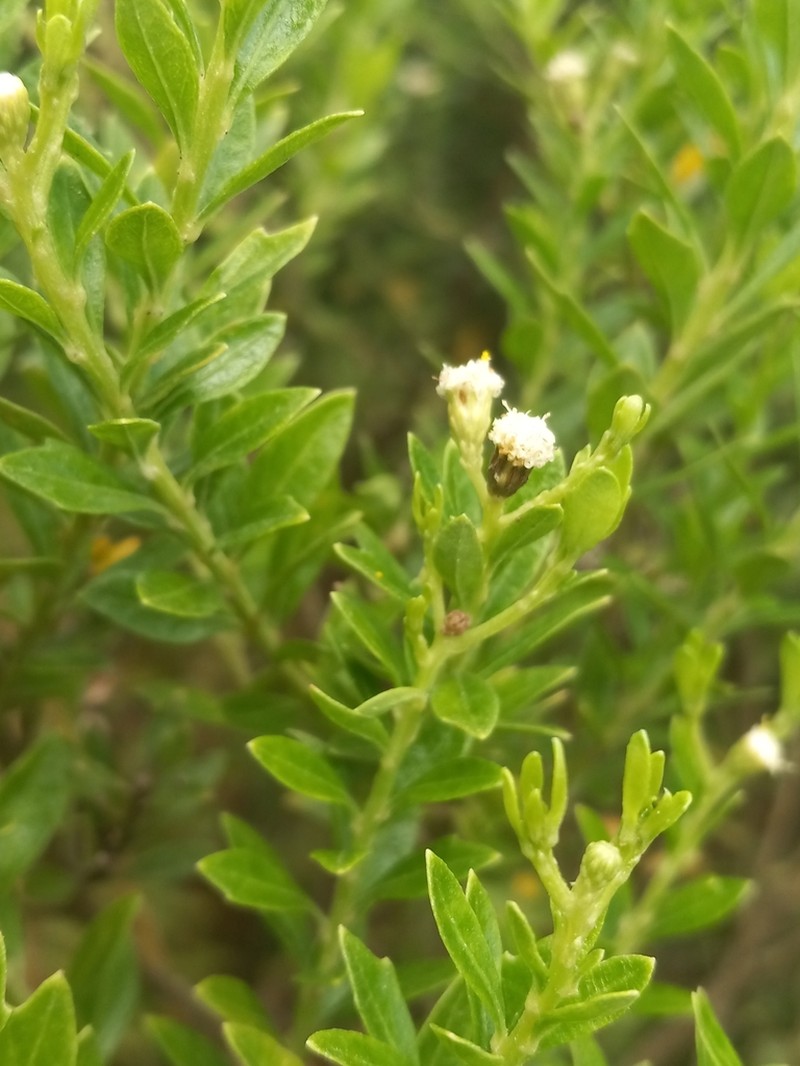 Baccharis haitiensis photo 3