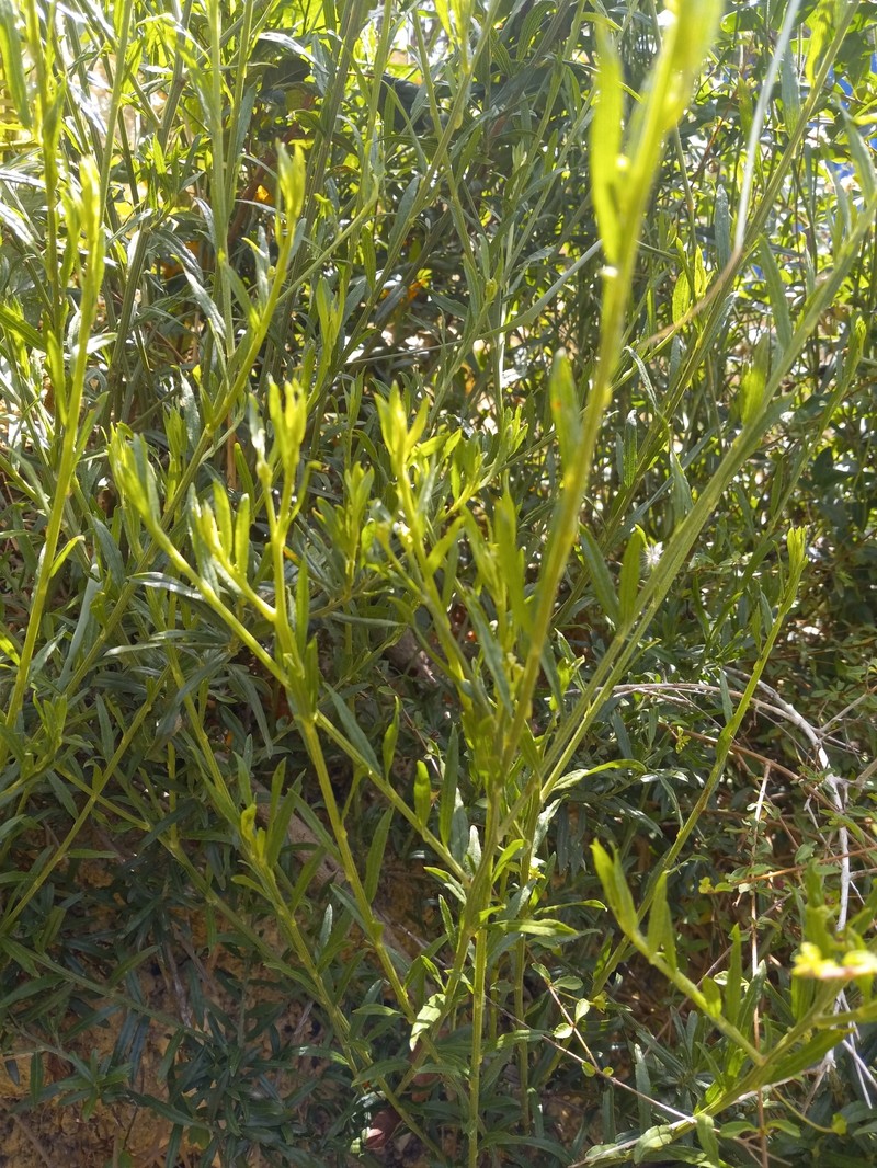 Baccharis haitiensis photo 4