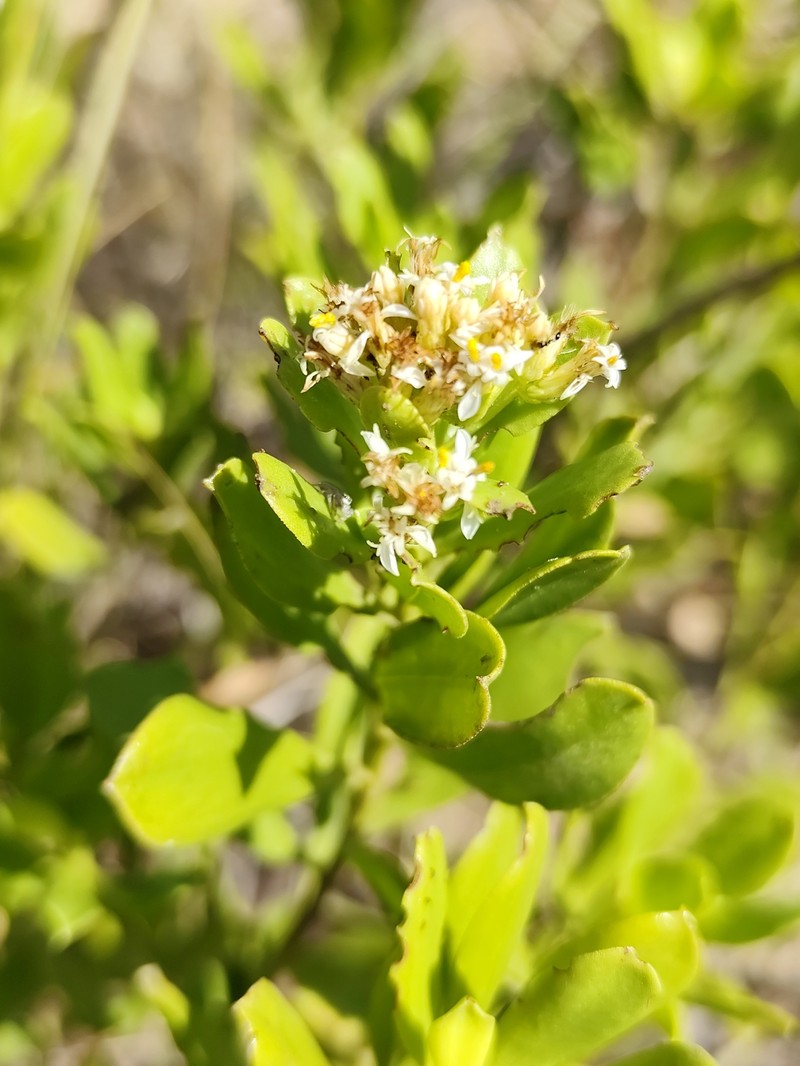 Baccharis haitiensis photo 5