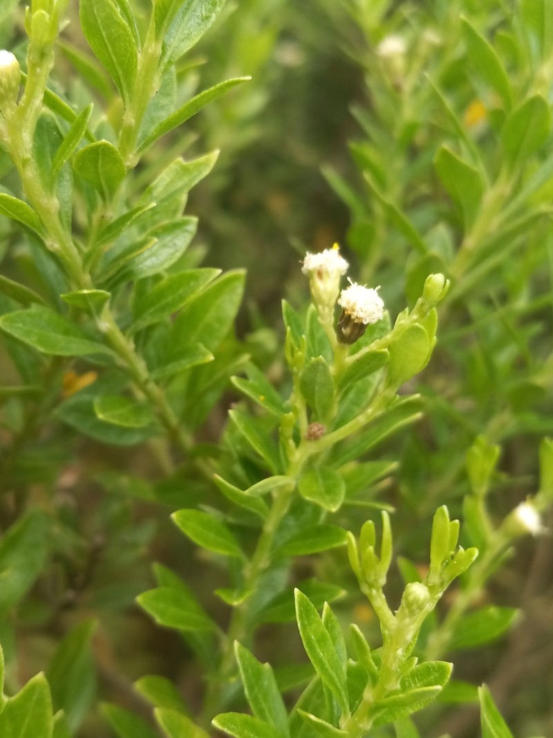 Baccharis haitiensis photo 6