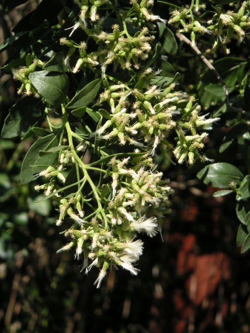 Eastern Baccharis