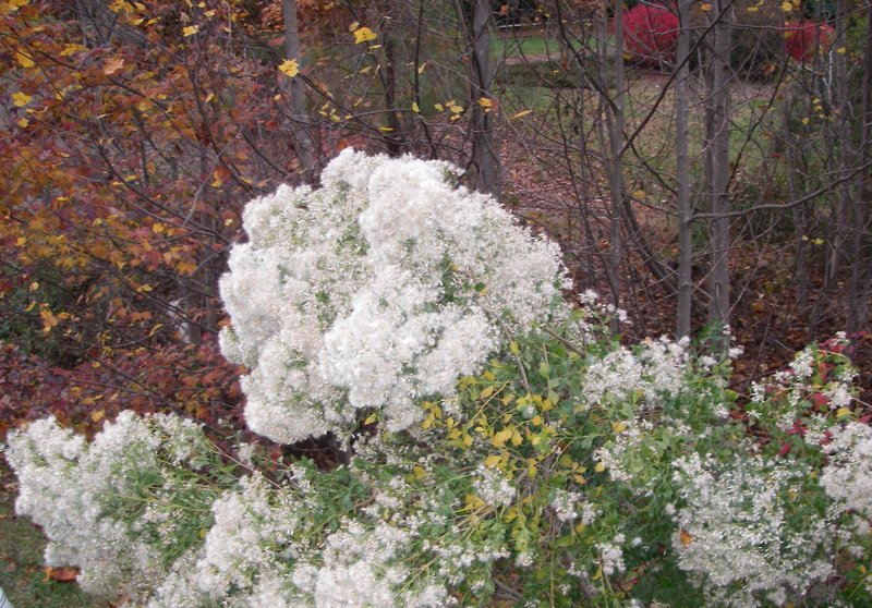 Eastern Baccharis photo 2
