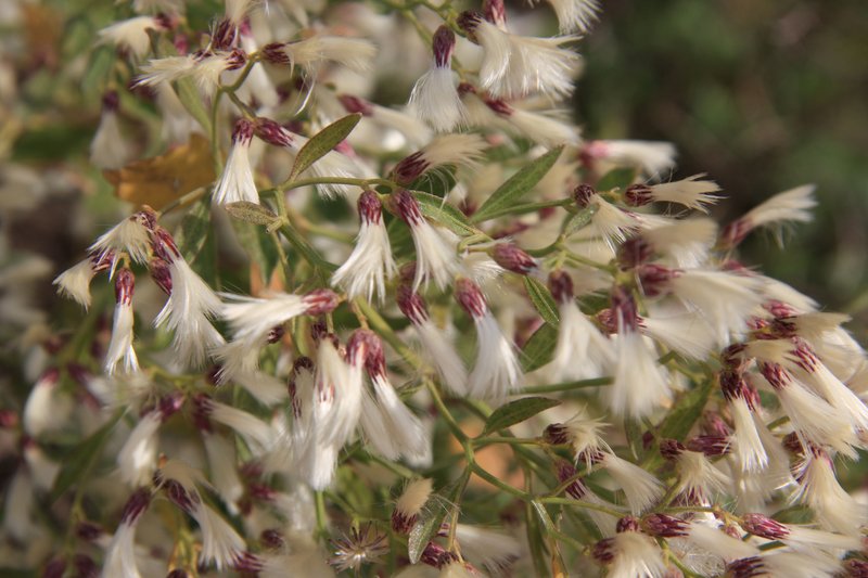Eastern Baccharis photo 3