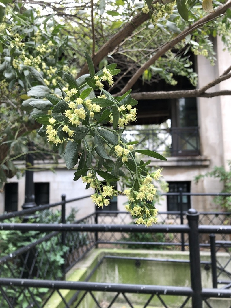Eastern Baccharis photo 5