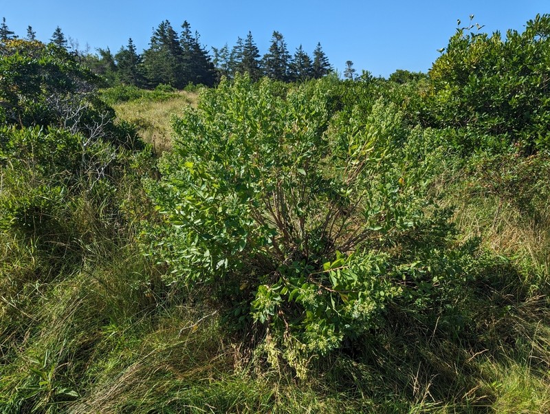 Eastern Baccharis photo 6