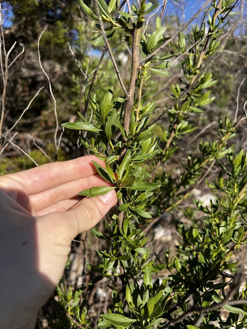 Eastern Baccharis photo 7