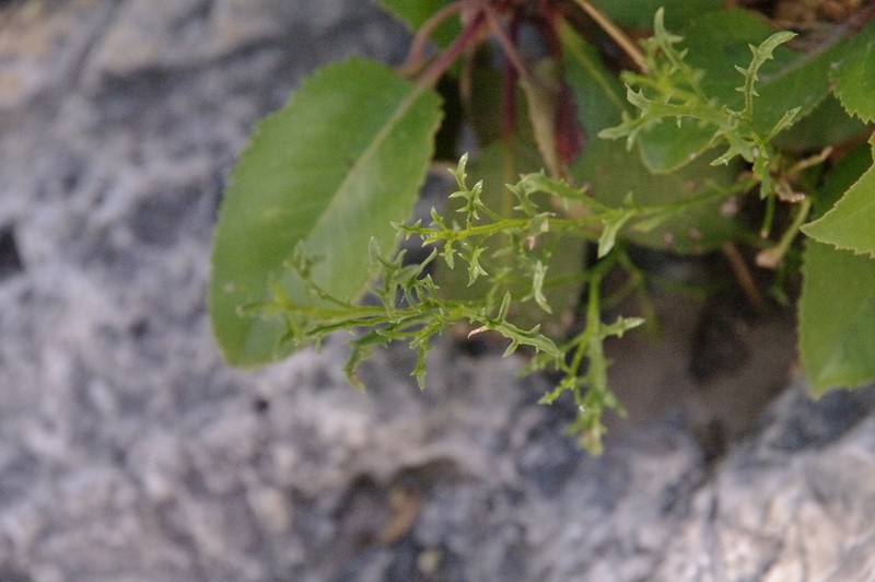 Havard's False Willow photo 4