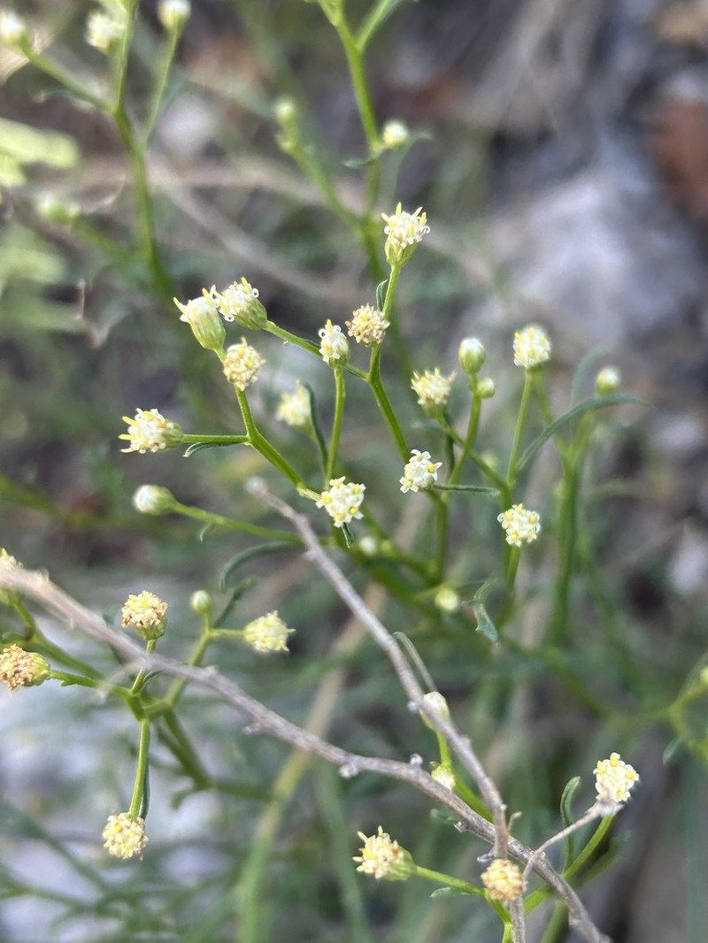 Havard's False Willow photo 5